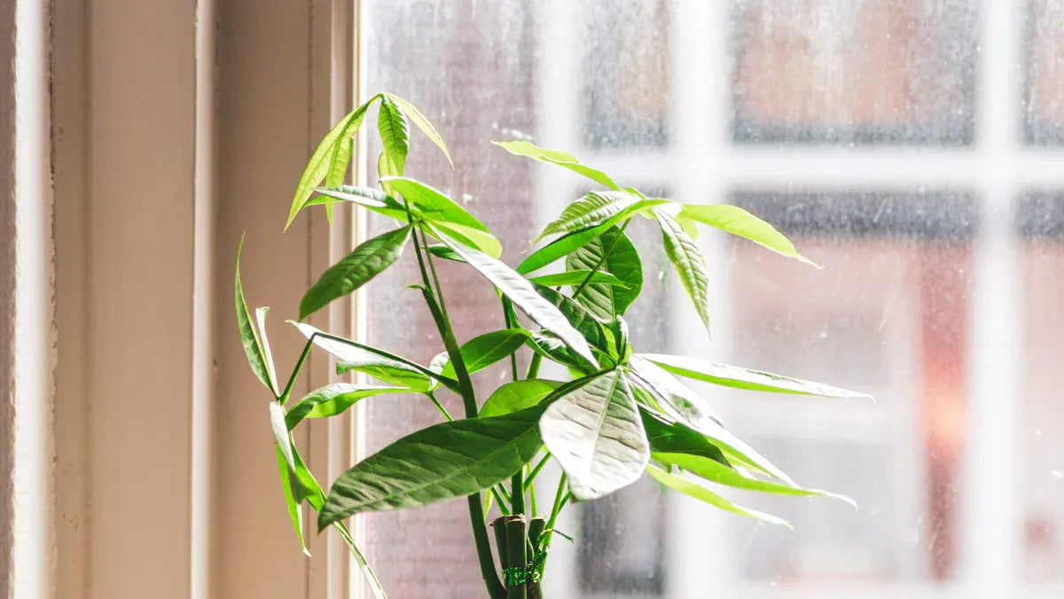 How to Choose the Best Items for Your Feng Shui Money Corner