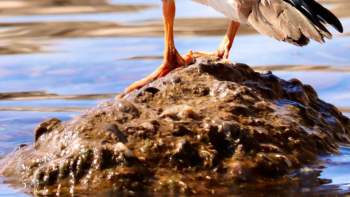 Are birds lucky in feng shui
