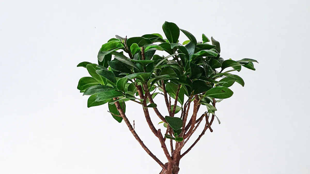 Beginner’s Guide to Applying the Bagua Map at Home