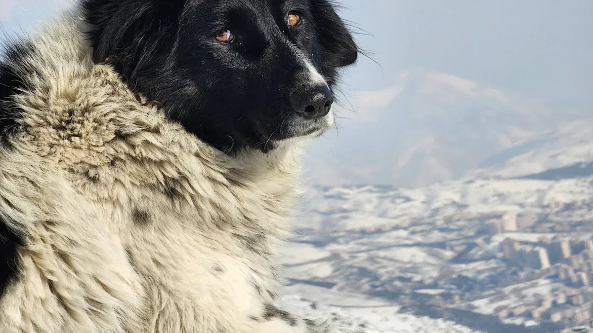 Why Do People Believe Dogs Ward Off Evil Spirits