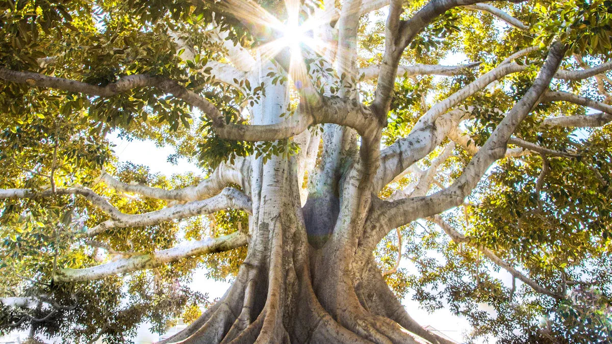 How to Balance the Five Elements in Your Body for Lasting Wellness
